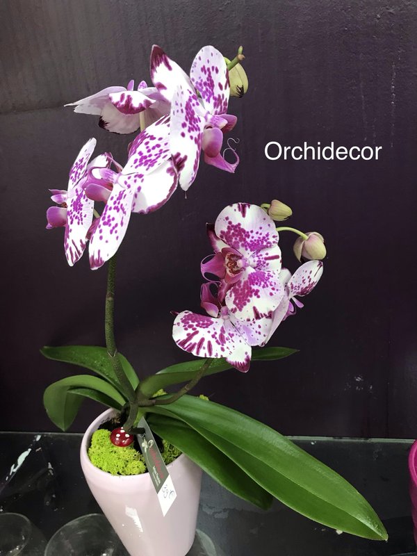 Orchidée Phalaenopsis - 2 tiges - Orchidécor